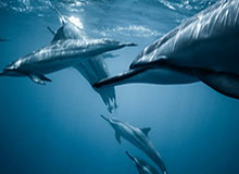 国际足联：美加墨世界杯冠军将获得5000万美元奖金